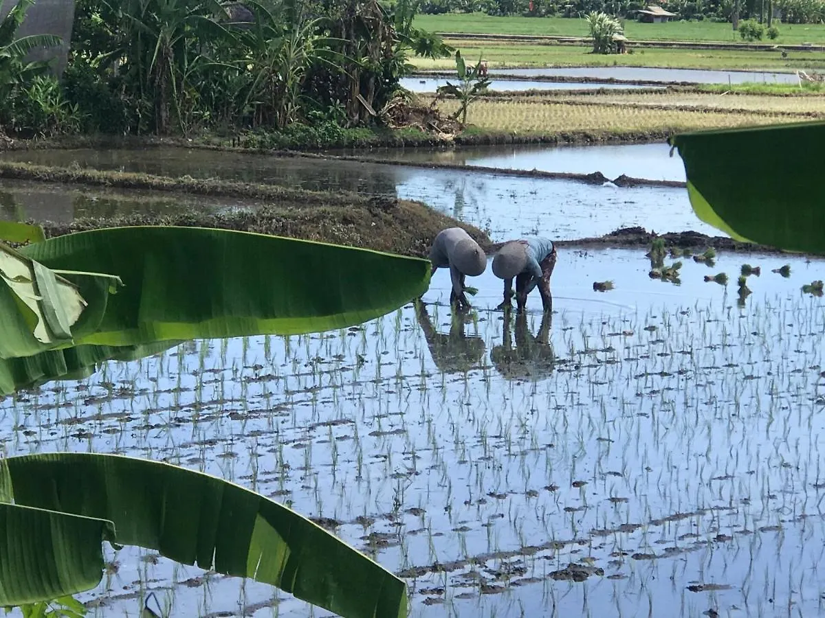 Bali Eco Living Yoga Healing Meditation And Retreat Center Denpasar